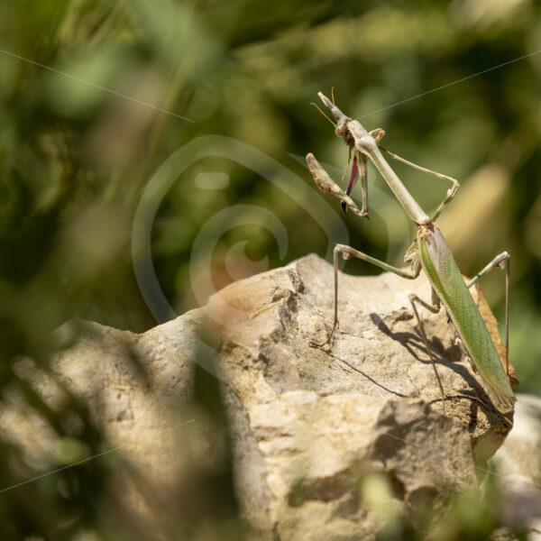Praying mantis on a rock in the Drôme region in the South of France - Nature Stock Photo Agency