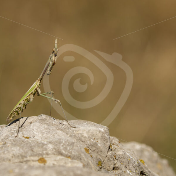 Praying mantis posing on a rock - Nature Stock Photo Agency