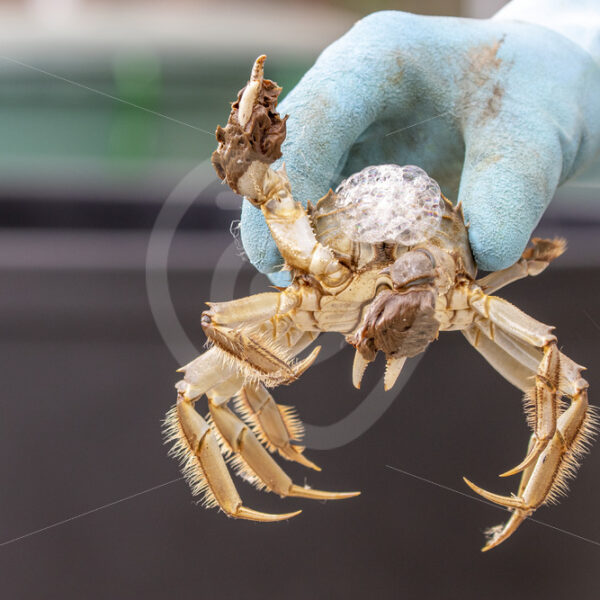 Researcher holding a Chinese mitten crab - Nature Stock Photo Agency