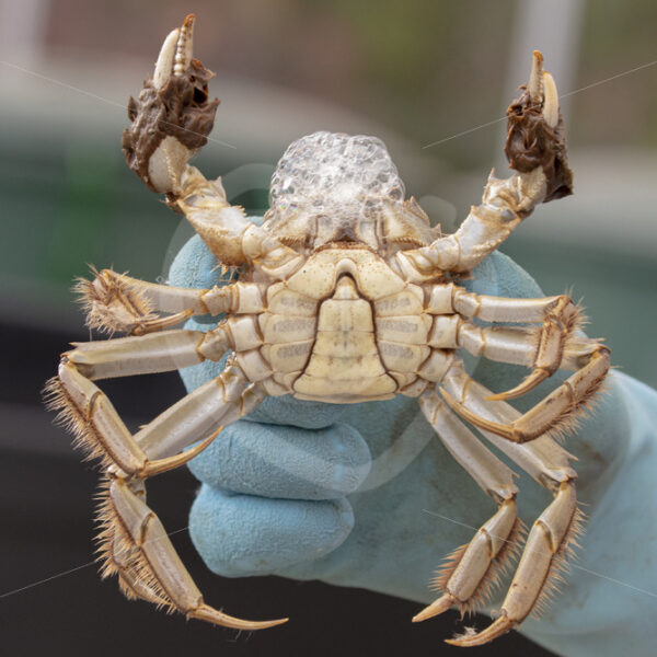 Scientist holding a Chinese mitten crab with bubbles - Nature Stock Photo Agency