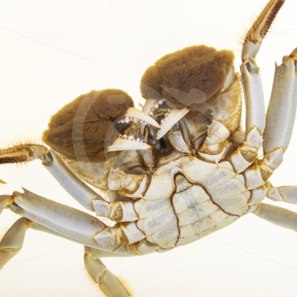 Shangai hairy crab in an aquarium - Nature Stock Photo Agency