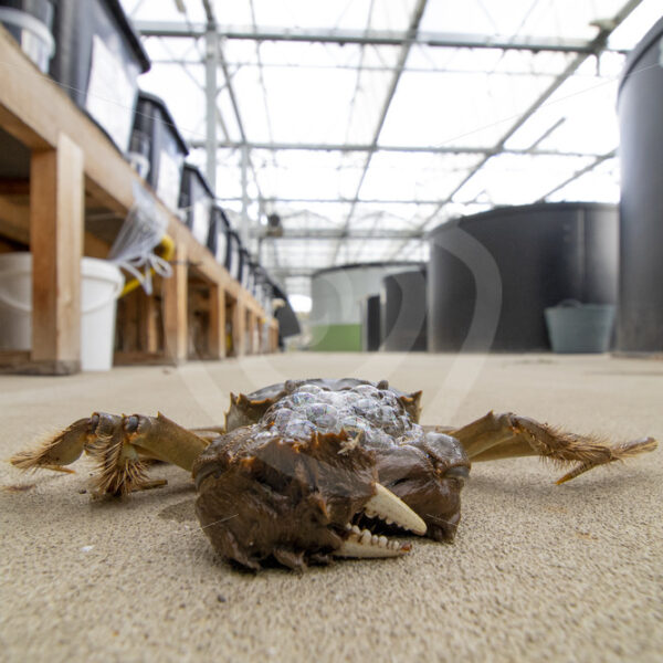 Chinese mitten crab next to the research pools in the university - Nature Stock Photo Agency