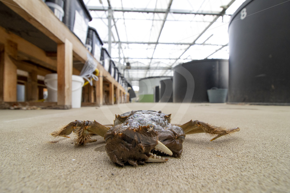 Chinese mitten crab next to the research pools in the university - Nature Stock Photo Agency