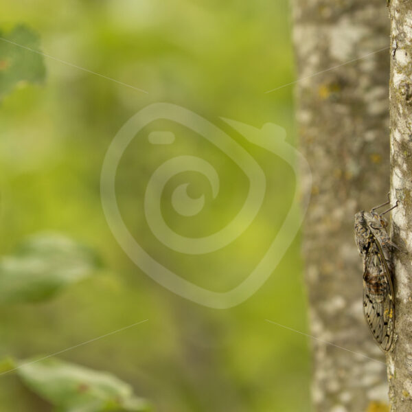 Cicada orni on a tree in the Provence, France - Nature Stock Photo Agency