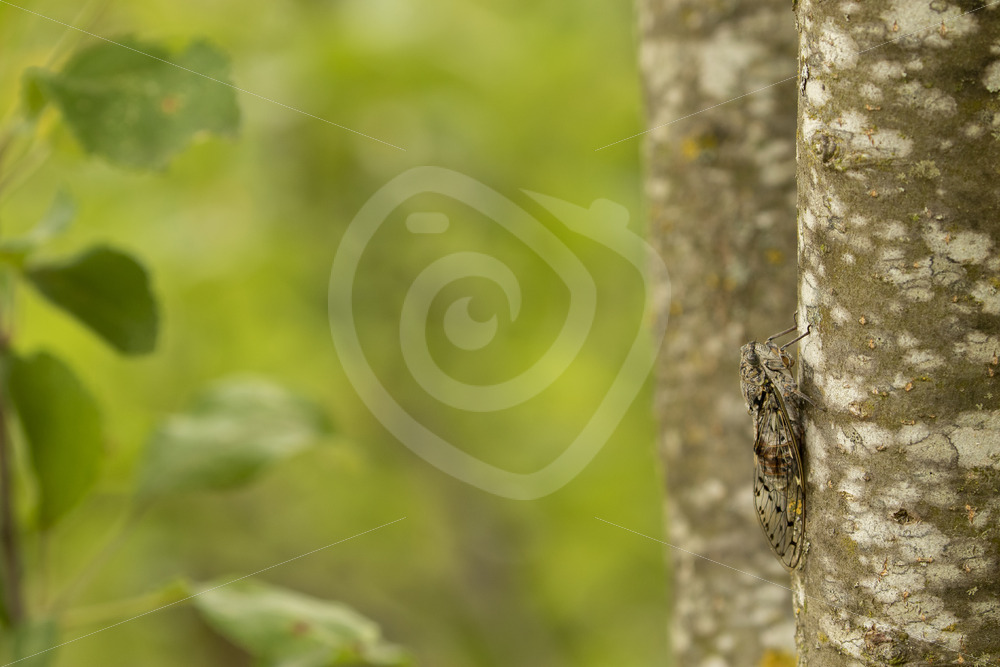 Cicada orni on a tree in the Provence, France - Nature Stock Photo Agency
