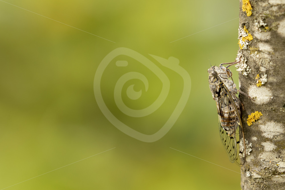 Cicada orni resting vertical on a tree - Nature Stock Photo Agency