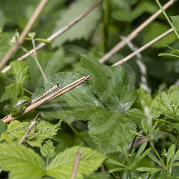 Areal view of some rubus bushes with a European tree frog on some reeds - Nature Stock Photo Agency
