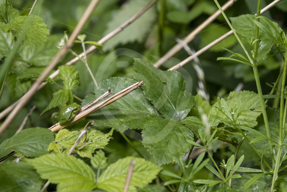 Areal view of some rubus bushes with a European tree frog on some reeds - Nature Stock Photo Agency