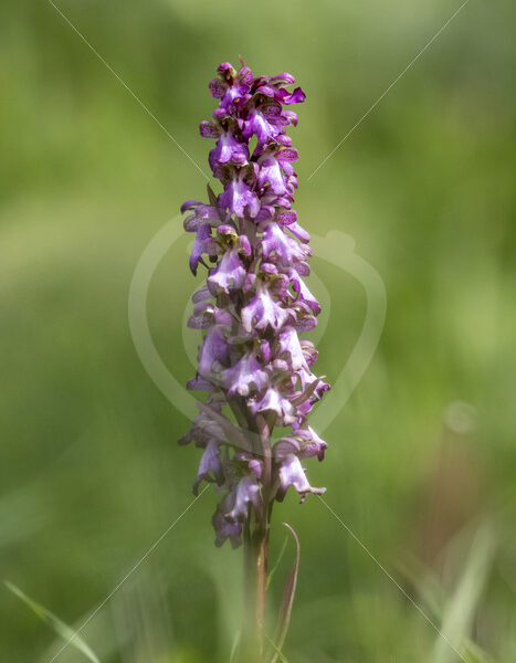 Dactylorhiza saccifera flowering in the fields of Parco Naturale Regionale delle Madonie, Sicily Island - Nature Stock Photo Agency