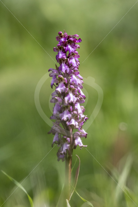 Dactylorhiza saccifera flowering in the fields of Parco Naturale Regionale delle Madonie, Sicily Island - Nature Stock Photo Agency