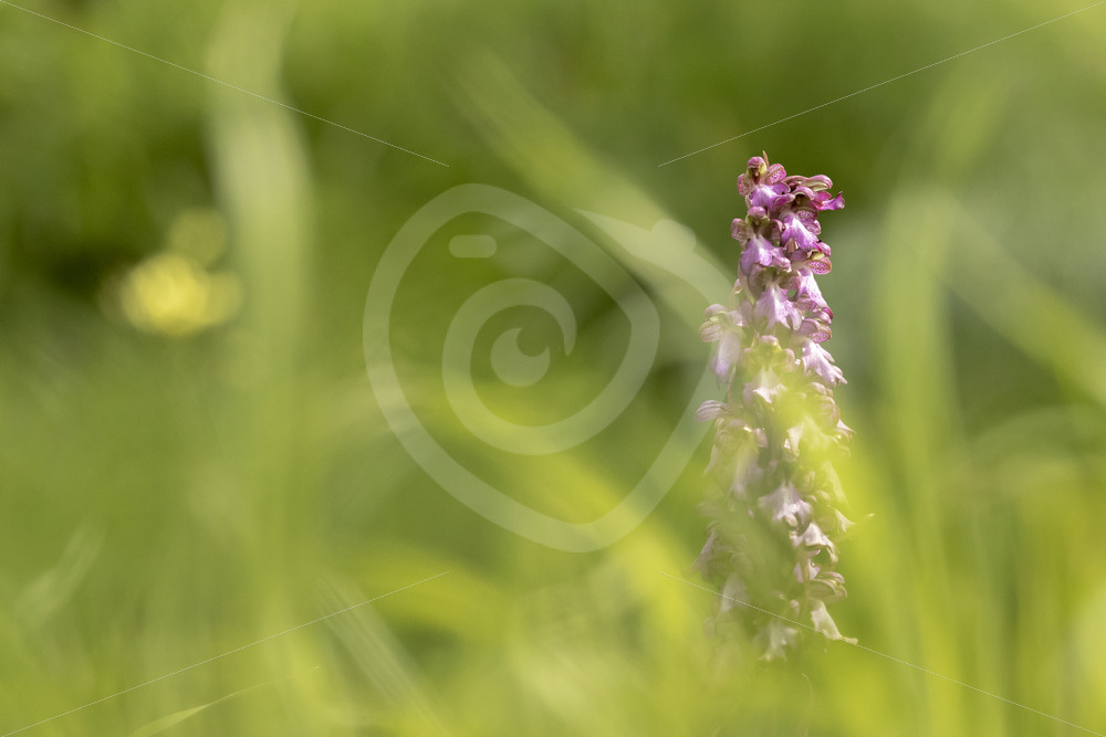 Dactylorhiza saccifera in Parco Naturale Regionale delle Madonie - Nature Stock Photo Agency