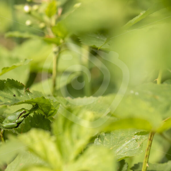 European Tree frog dissapearing in its natural habitat - Nature Stock Photo Agency