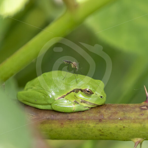 European tre frog with a mosquito on its back, resting on rubus branches in The Netherlands - Nature Stock Photo Agency