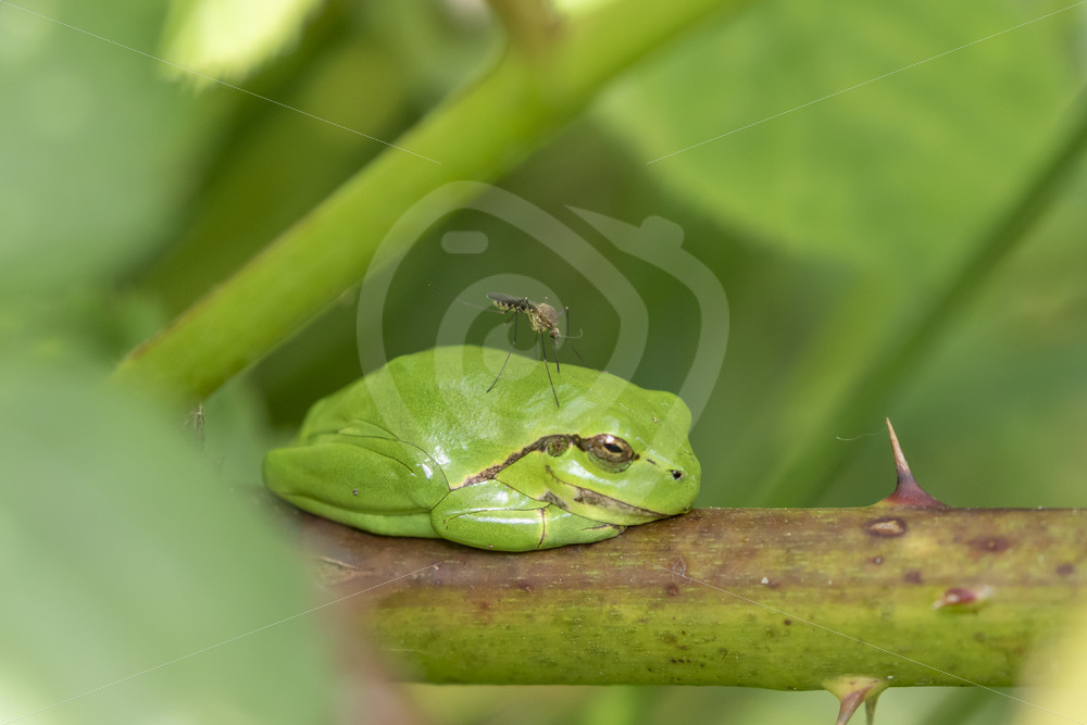 European tre frog with a mosquito on its back, resting on rubus branches in The Netherlands - Nature Stock Photo Agency