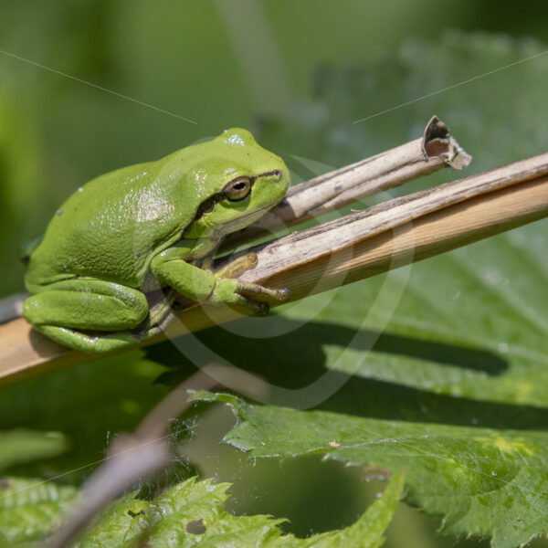 European tree frog on some reed stems in The Netherlands - Nature Stock Photo Agency