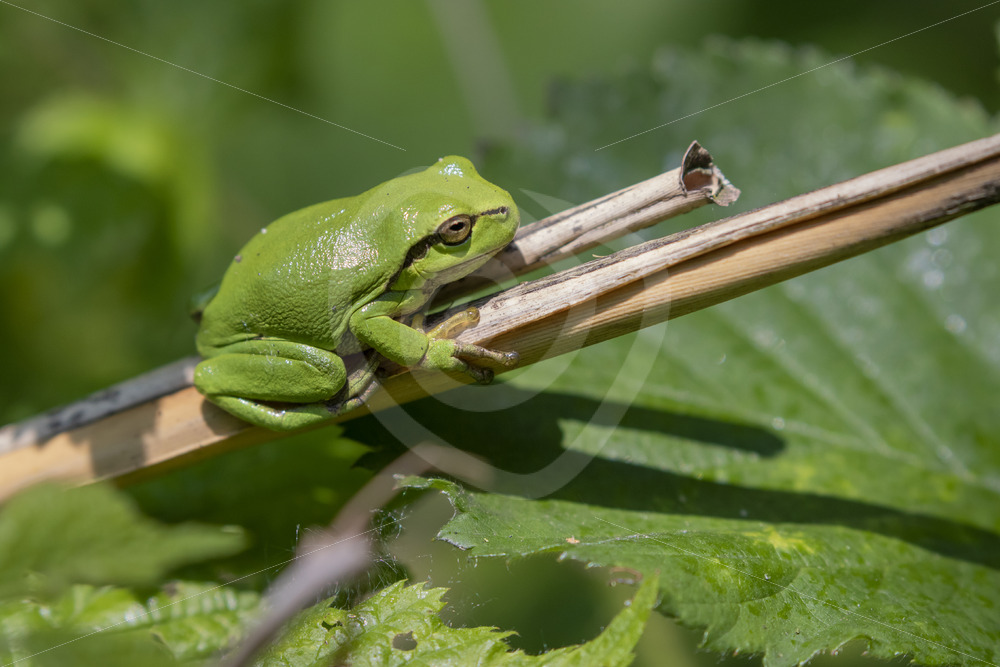 European tree frog on some reed stems in The Netherlands - Nature Stock Photo Agency