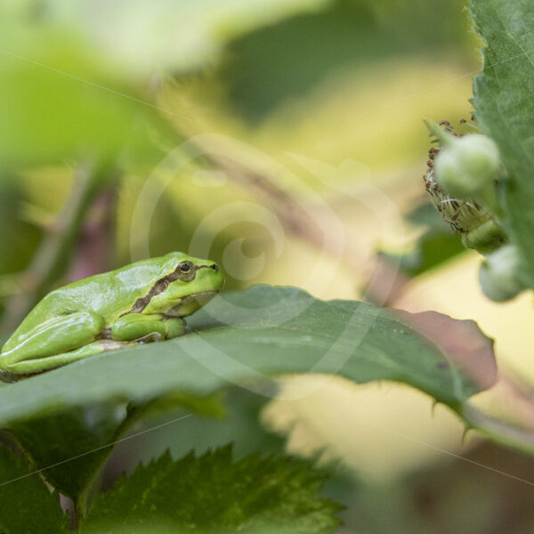 European tree frog resting on blackberry leaves - Nature Stock Photo Agency