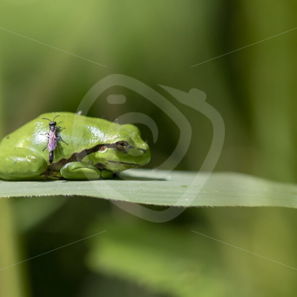 European tree frog with Ichneumonidae on its body - Nature Stock Photo Agency