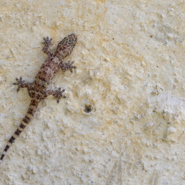 Hemidactylus turcicus on a wall in Parco Naturale Regionale delle Madonie, Sicily - Nature Stock Photo Agency