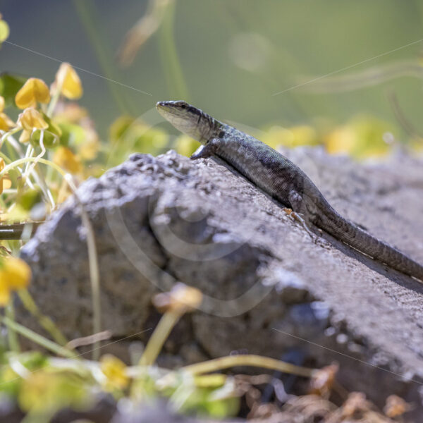 Italian Wall Lizard (Podarcis siculus) found the perfect spot to catch some sun and warmth - Nature Stock Photo Agency