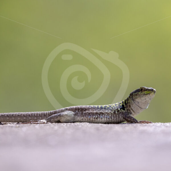 Italian wall lizard heating up in the sun, Pollina region, North Sicily - Nature Stock Photo Agency