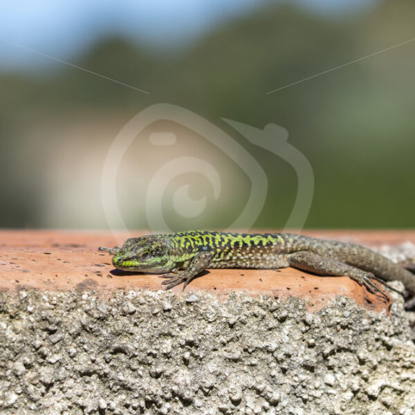 Italian wall lizard heating up in the sun on a brick wall, Sicily Island - Nature Stock Photo Agency