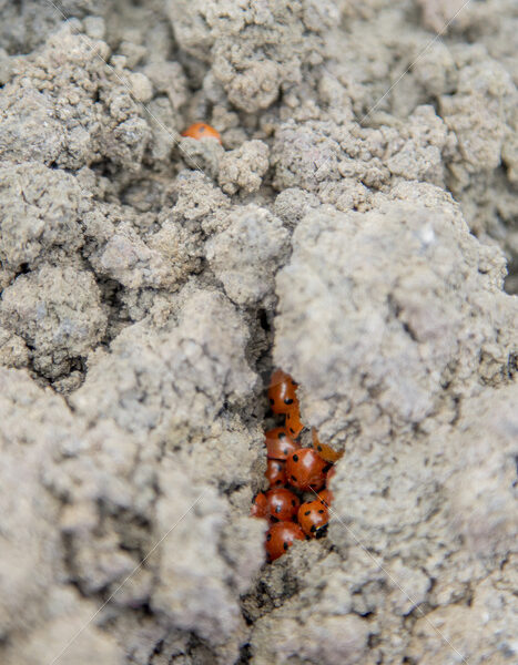 Ladybugs hidden in the lava stones of the Etna volcano near Catania, Sicily - Nature Stock Photo Agency