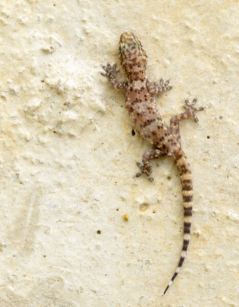 Mediterranean House Gecko (Hemidactylus turcicus) on a wall in Sicily - Nature Stock Photo Agency