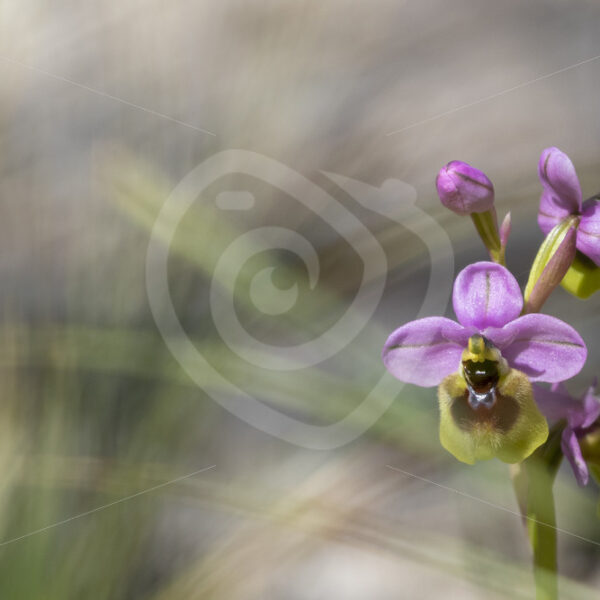Ophrys tenthredinifera flowering in Parco Naturale Regionale delle Madonie, Sicily - Nature Stock Photo Agency