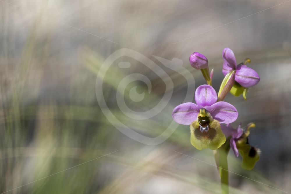 Ophrys tenthredinifera flowering in Parco Naturale Regionale delle Madonie, Sicily - Nature Stock Photo Agency