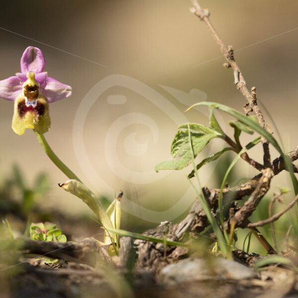 Ophrys tenthredinifera flowering in its natural habitat in Madonie Parc - Nature Stock Photo Agency