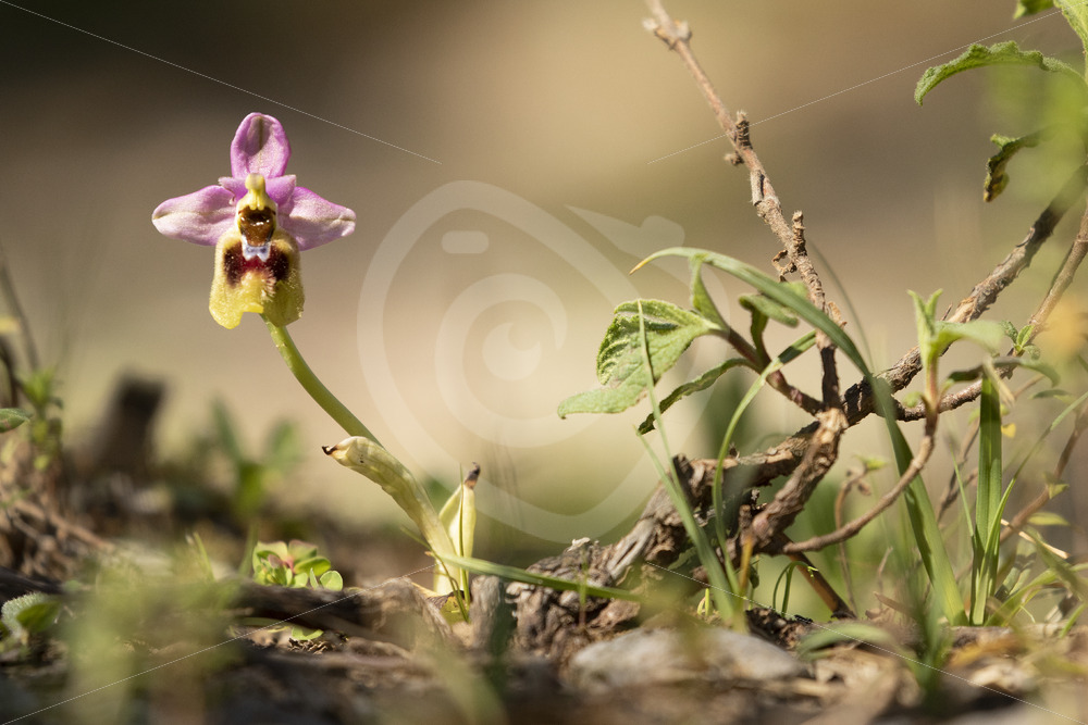 Ophrys tenthredinifera flowering in its natural habitat in Madonie Parc - Nature Stock Photo Agency
