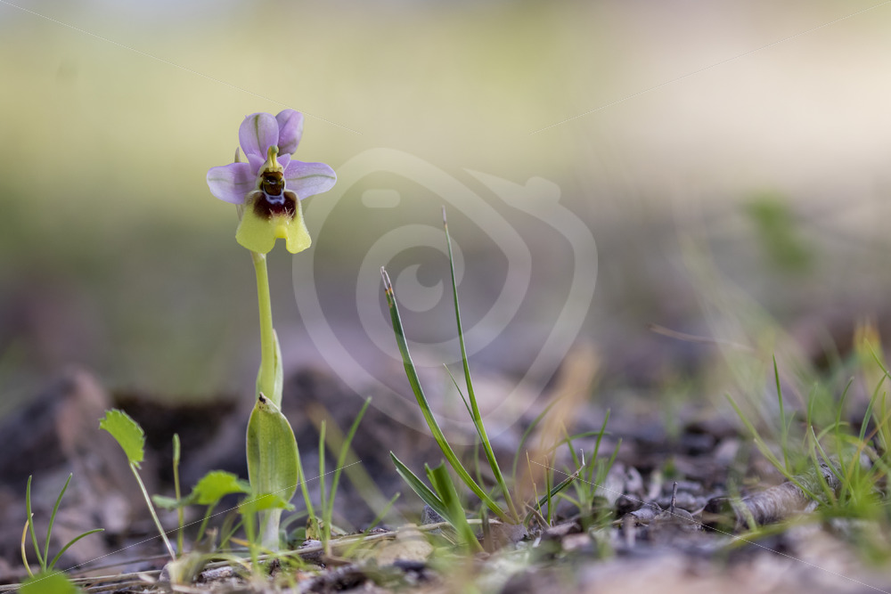 Ophrys tenthredinifera in Parco Naturale Regionale delle Madonie, Sicily - Nature Stock Photo Agency