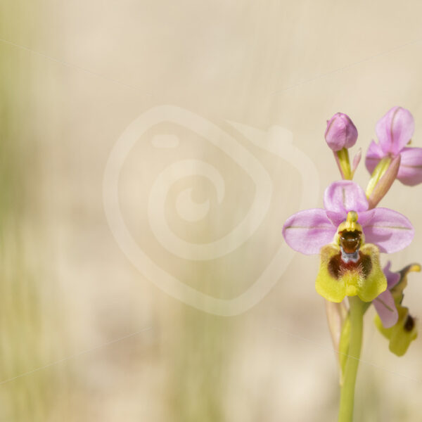 Ophrys tenthredinifera in Sicilian mountains - Nature Stock Photo Agency