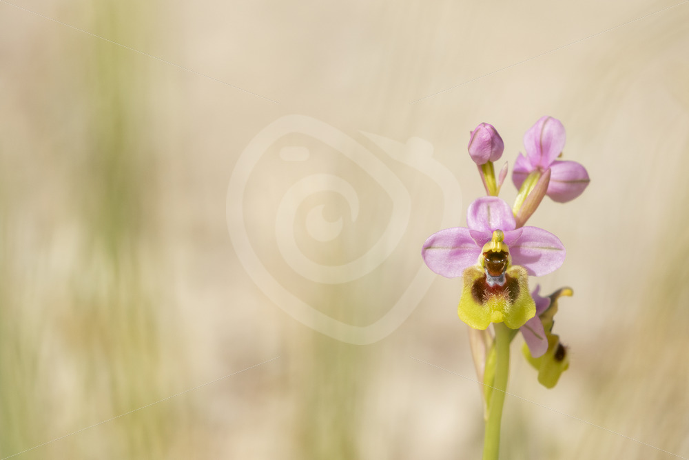 Ophrys tenthredinifera in Sicilian mountains - Nature Stock Photo Agency