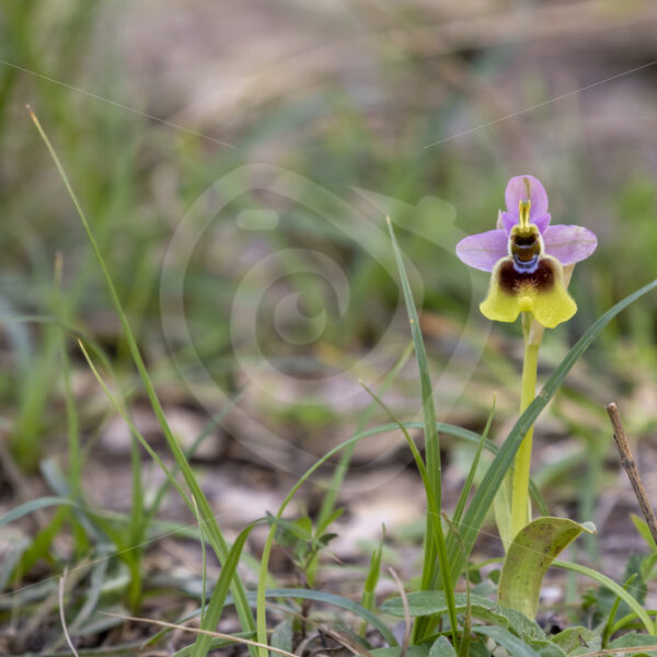 Ophrys tenthredinifera in the mountains of Parco Naturale Regionale delle Madonie, Sicily, Italy - Nature Stock Photo Agency