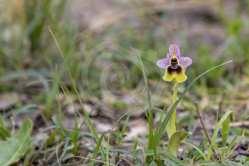 Ophrys tenthredinifera in the mountains of Parco Naturale Regionale delle Madonie, Sicily, Italy - Nature Stock Photo Agency