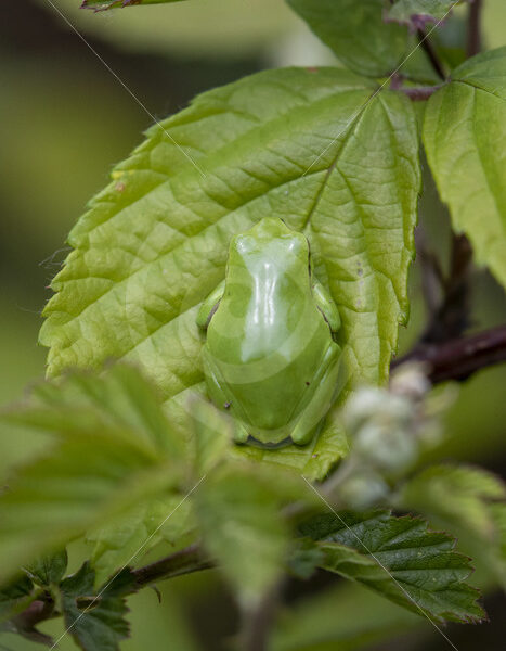 Perfect camouflage of a European tree frog on the leaves of rubus bushes - Nature Stock Photo Agency