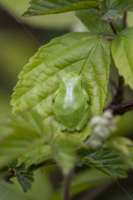 Perfect camouflage of a European tree frog on the leaves of rubus bushes - Nature Stock Photo Agency