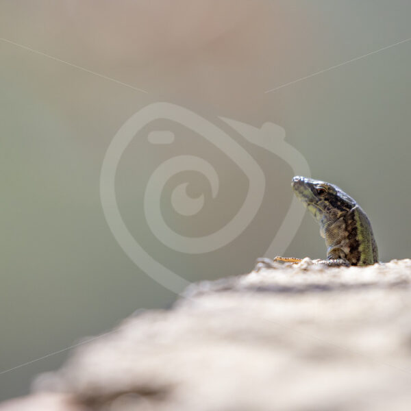 Podarcis siculus lifting its head up from a stone hiding place, Pollina region, Sicily - Nature Stock Photo Agency