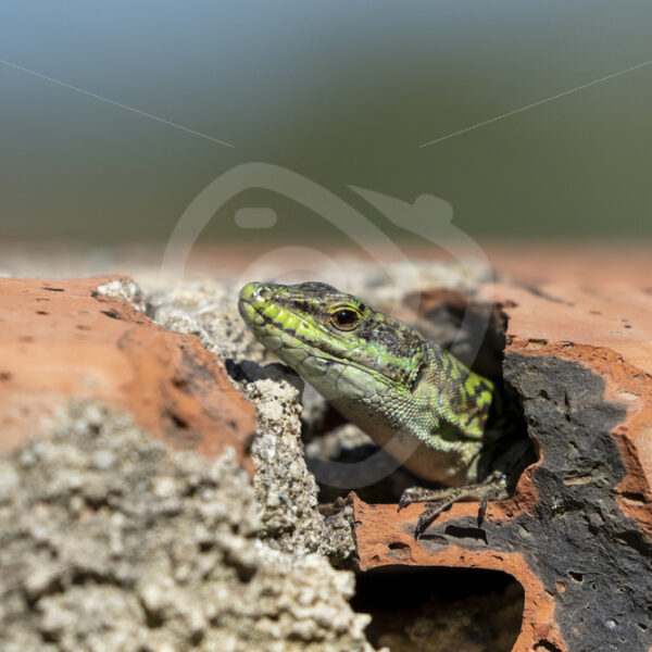 Ruin lizard leaving a brick wall in Parco Naturale Regionale delle Madonie - Nature Stock Photo Agency