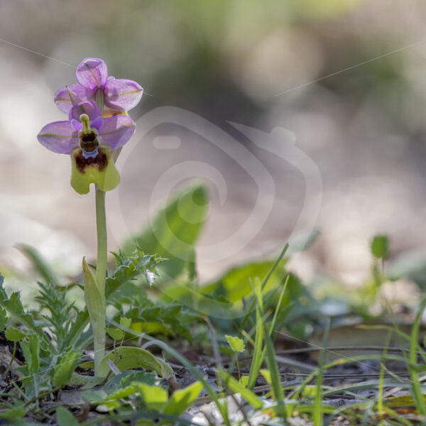 Sawfly orchid in the mountains of Parco Naturale Regionale delle Madonie - Nature Stock Photo Agency