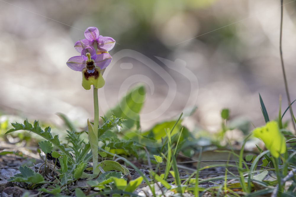 Sawfly orchid in the mountains of Parco Naturale Regionale delle Madonie - Nature Stock Photo Agency Sawfly orchid in the mountains of Parco Naturale Regionale delle Madonie - Nature Stock Photo Agency