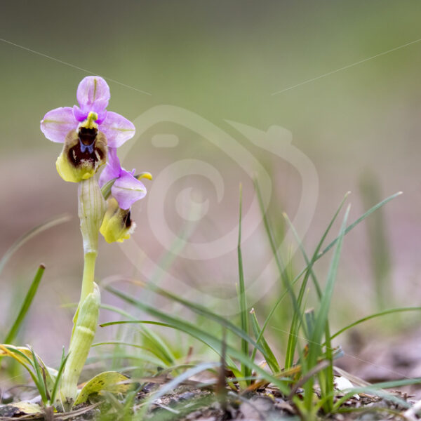 Sawfly orchid in the mountains of Parco Naturale Regionale delle Madonie, Sicily, Italy - Nature Stock Photo Agency