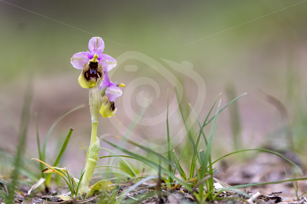 Sawfly orchid in the mountains of Parco Naturale Regionale delle Madonie, Sicily, Italy - Nature Stock Photo Agency