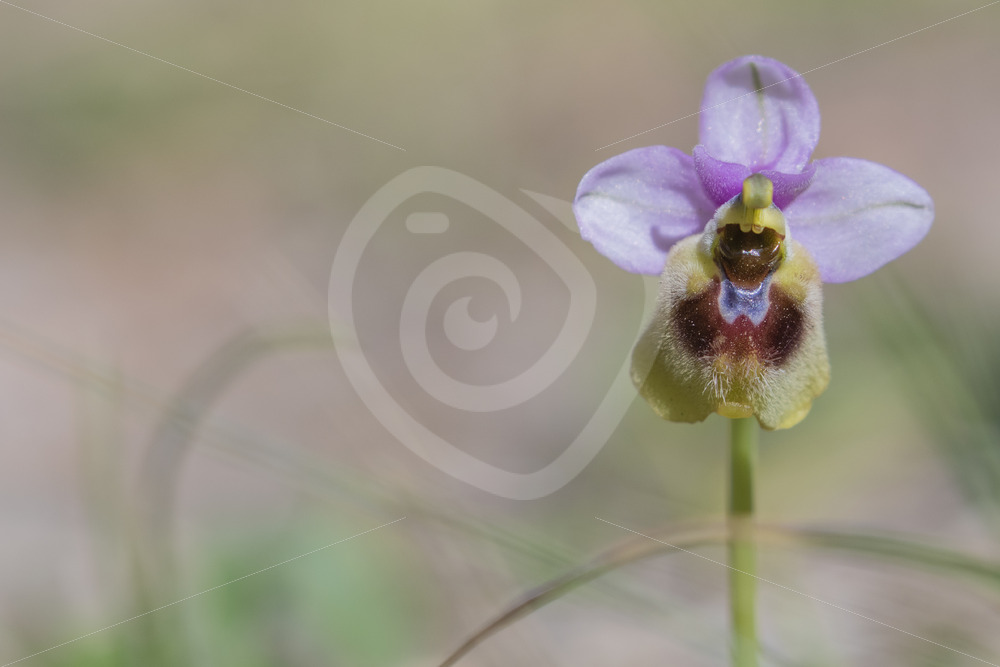 Sawfly orchid portrait in Parco Naturale Regionale delle Madonie, Sicily, Italy - Nature Stock Photo Agency
