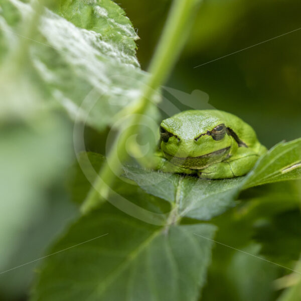 Sleepy European tree frog - Nature Stock Photo Agency