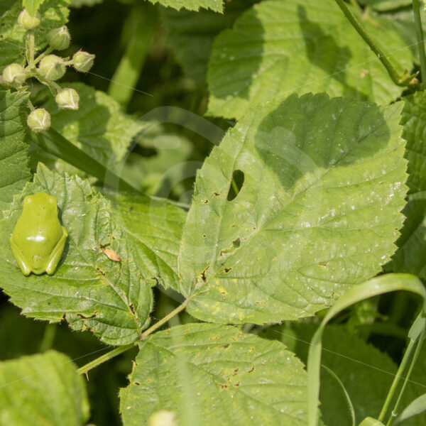 Camouflaged European tree frog (Hyla Arborea) - Nature Stock Photo Agency