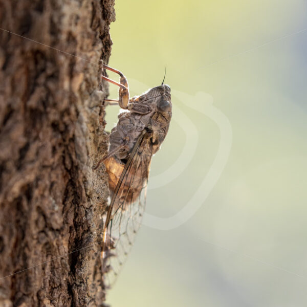 Cicada orni during the summer in the Drôme region, South of France - Nature Stock Photo Agency
