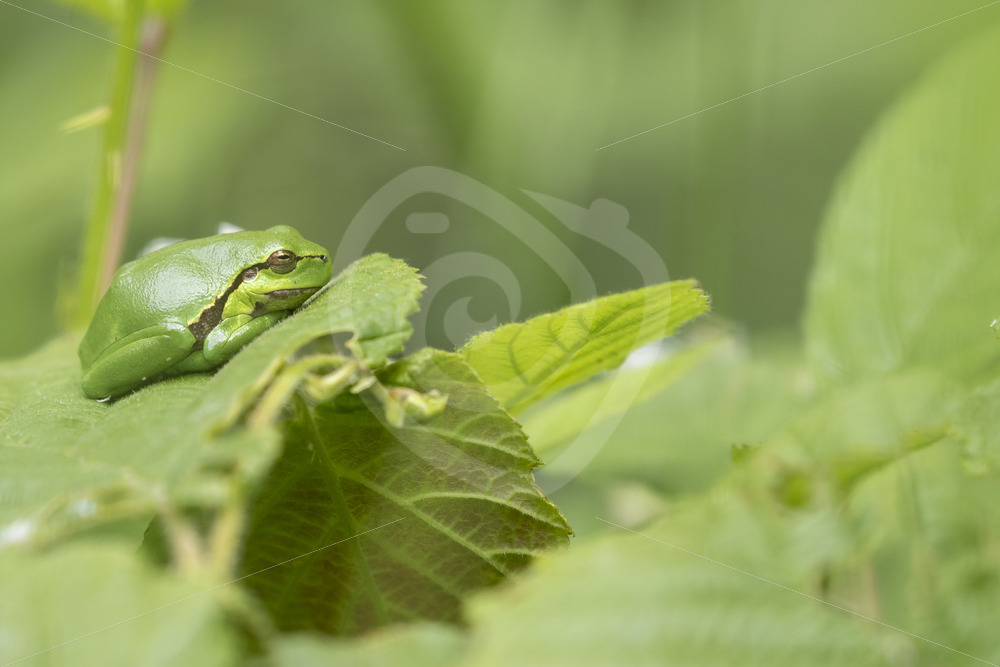 European tree frog (hyla arborea) relaxing on a subus leave in The Netherlands - Nature Stock Photo Agency